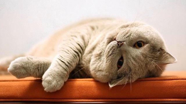 Праздник «Всемирный день лени» в 2021 году отмечается 20 августа смотреть онлайн