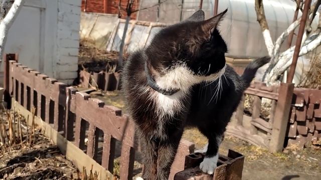 Ремонтный Камертон