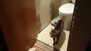 Злой кот | Angry Cat