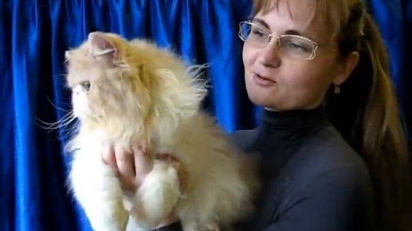 Персидский кот на выставке кошек PCA - Persian cat
