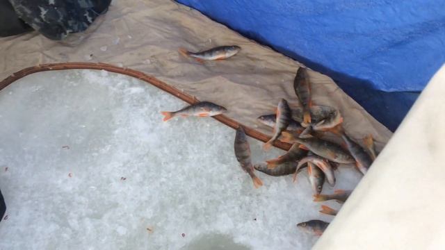 рыбалим окуня.(п.ВЫСОКИЙ) смотреть онлайн