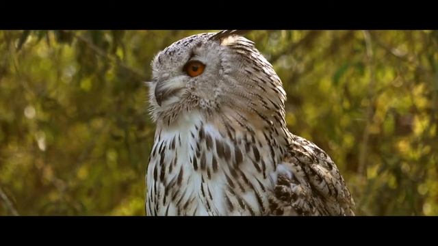 ЗНАКОМИМСЯ С ЛЕСНЫЕ ЖИВОТНЫЕ ДЛЯ ДЕТЕЙ смотреть онлайн