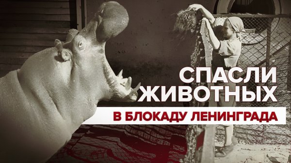 «Животным пришлось вместе с людьми переживать все тяготы»: жизнь зоосада во время блокады Ленинграда