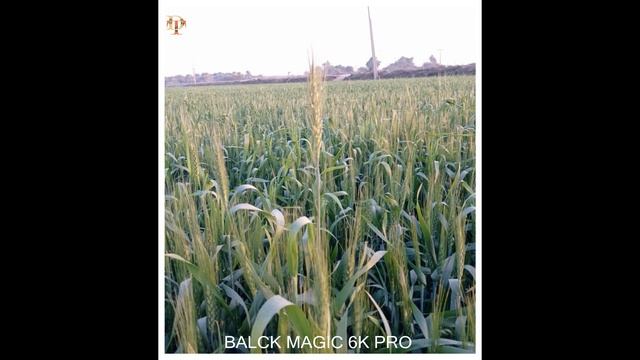Black Magic Pocket 6K Pro VS Sony A7s III Camera Test смотреть онлайн