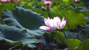 Экхарт Толле - 41. Развитие в сторону свободы, озвучивает Nikosho.mp4