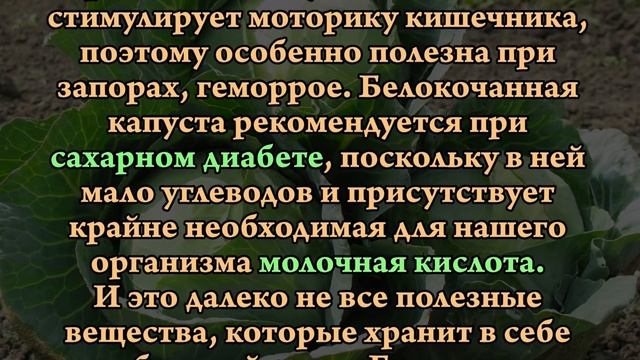 СЕКРЕТЫ КАПУСТЫ БЕЛОКОЧАННОЙ смотреть онлайн