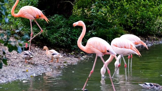 FLAMINGOS FOR KIDS - Facts About Flamingos For Children | Kiddopedia