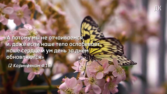 О чём нам напоминают БАБОЧКИ