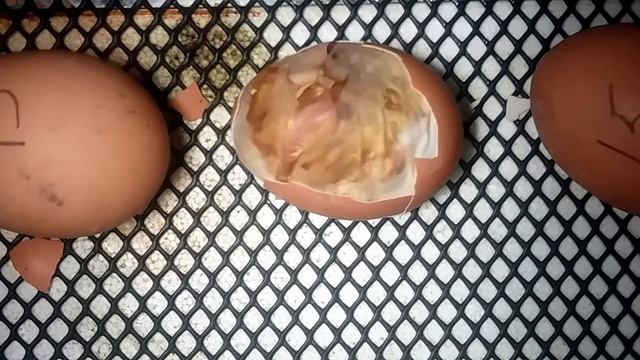 Вылупляеться цыпленок в инкубаторе, порода венгерский великан (фокси-чик) смотреть онлайн