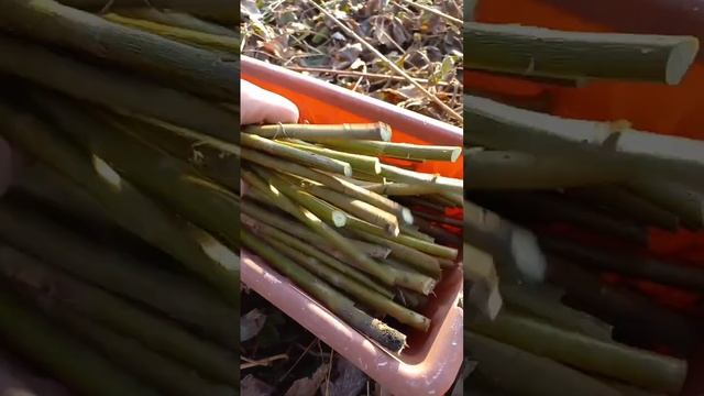 СРЕЗАЮ ИВУ АМЕРИКАНКУ НА ЧЕРЕНКИ.. смотреть онлайн