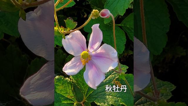 金魚草.天人菊.喇叭藤.海石竹.紅景天.翠雀花等 смотреть онлайн