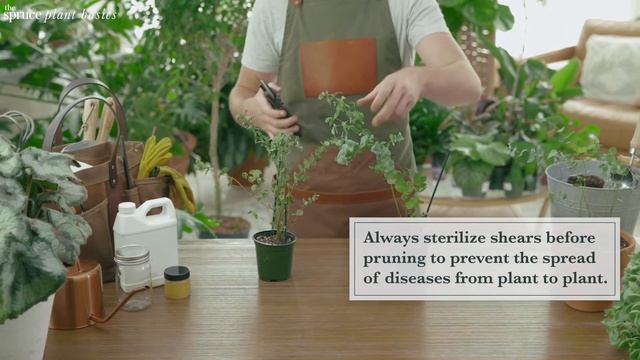 How to Grow and Care for Eucalyptus смотреть онлайн