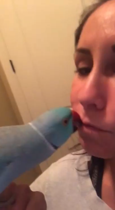 Попугай любит целоваться смотреть онлайн