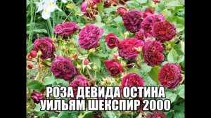 Роза Девида Остина Уильям Шекспир 2000