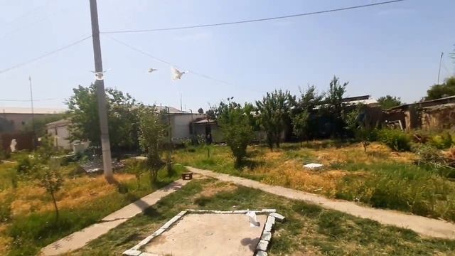 Тренировка Турецкое Таклы 2023г (Воспитание)Turkish Takly Training 2023 (Education)Pigeons смотреть онлайн