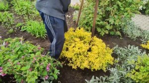 28 мая-делим спирею японскую "Голден Принцесс"