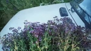 Душица. Сбор душицы. Лес