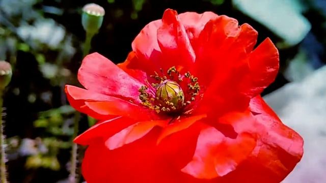 ??❣️ #poppy flower || #cinematic_video #flowersvideo #flowers #Dpsvlogs смотреть онлайн