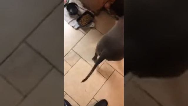 Pitbull vs my Shoe смотреть онлайн