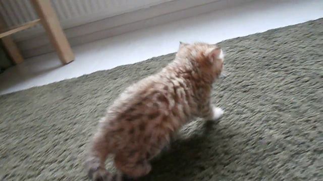 Macrory Theia Goldensky 6 weeks, female, Scottish Straight смотреть онлайн
