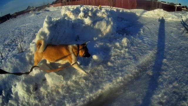 Американская акита.Чем мы кормим наших акит. смотреть онлайн