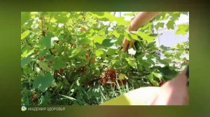 Черная смородина польза. Мы сравнили черную, красную и золотистую