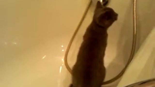 Кот залипает в ванне смотреть онлайн