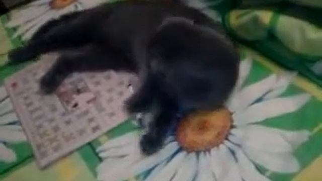 Разгадываем кроссворд.mp4