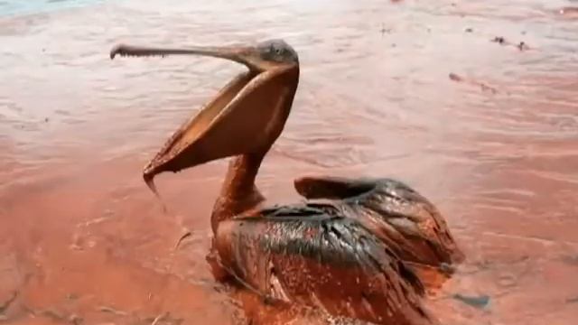 Экология. Хранители воды. смотреть онлайн