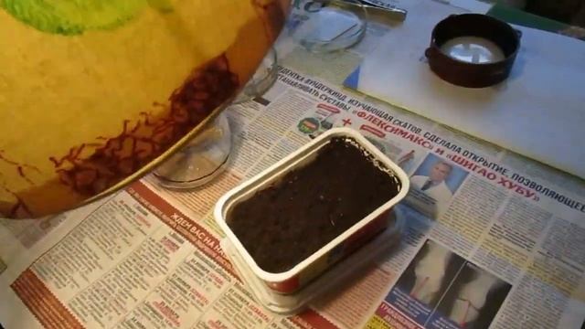 08 02 22г ДЛЯ ЮТУБА «Сеем семена рододендронов вместе » Часть 1 Подготовка к посеву смотреть онлайн