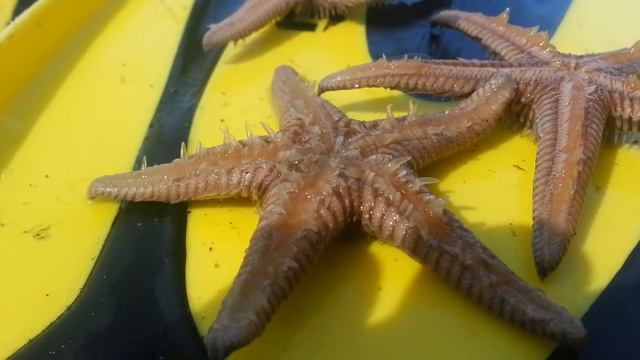 Морские звезды на пляже Греции. Sea star смотреть онлайн