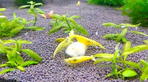 аквариумные креветки   желтый неон