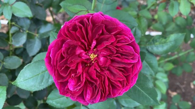 Rose - Darcey Bussell смотреть онлайн