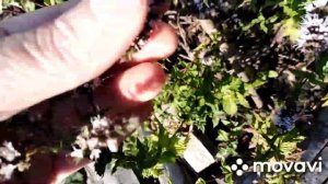 Как отличить ежевику от малины? Первые краски осени