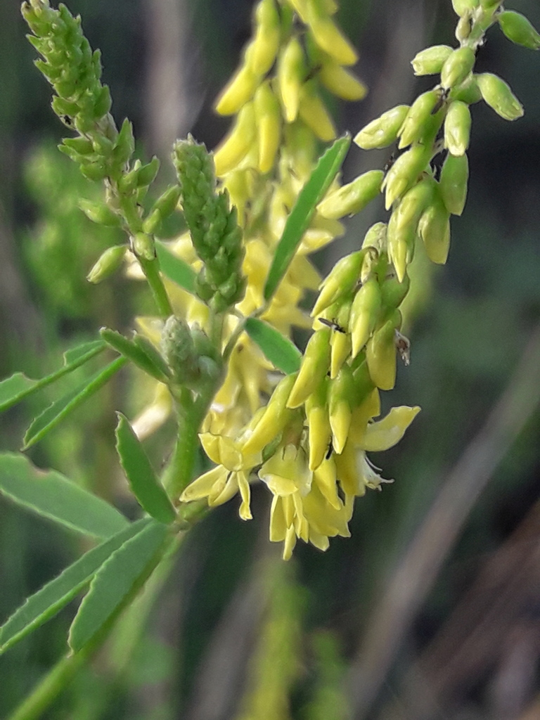 175. Донник лекарственный - Melilotus officinalis смотреть онлайн