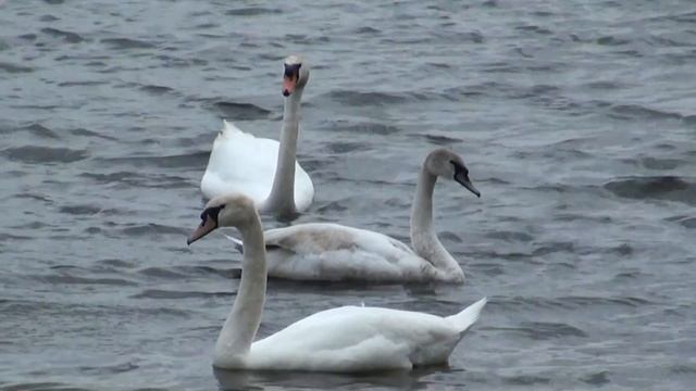 2021 05 Псков и Изборск смотреть онлайн