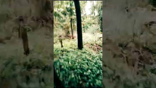 Овчарка. Питбуль. Ёж. смотреть онлайн