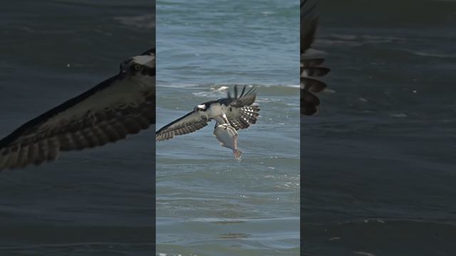 Crazy Osprey surfs on top of huge flounder. #bird #birds #ospreycam glad I’m not a fish! смотреть онлайн