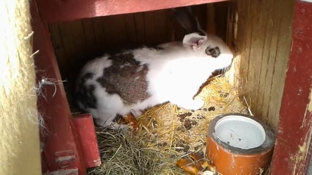 Крольчиха не кормит крольчат ♡ закупили корма ♡