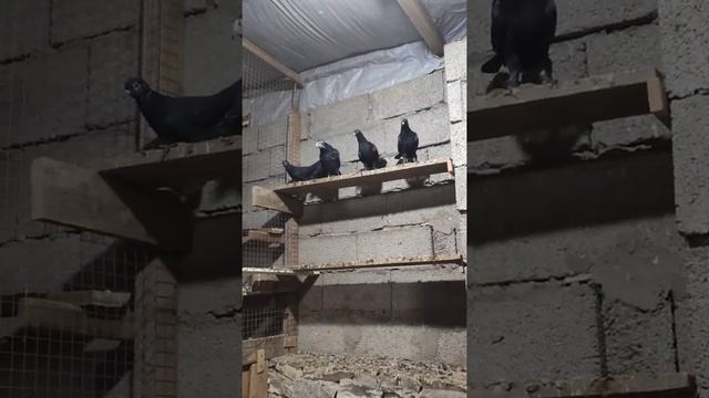 Бакинские голуби в Дагестане село Гурбуки смотреть онлайн