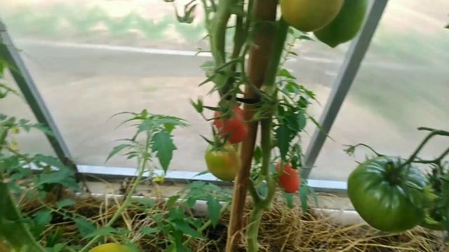 В конце сезона? одни томаты? огорчили☹️, а другие порадовали. ? смотреть онлайн