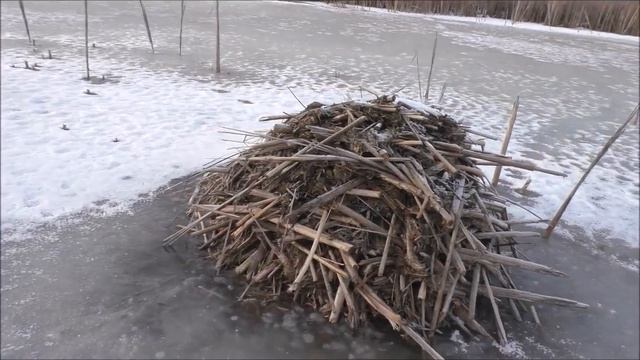 Как зимует Ондатра смотреть онлайн