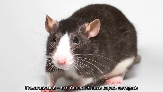 Виды домашних крыс — какие бывают расцветки смотреть онлайн