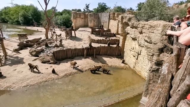 Pavian Clan | monkey fight | baboon | Pavian | animal territorial fight | ZOOM Gelsenkirchen смотреть онлайн