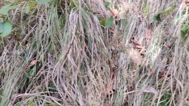 Finding Guchi (morchella Esculenta) In Jungle #guchi #funtime #jungle #exited #explore #