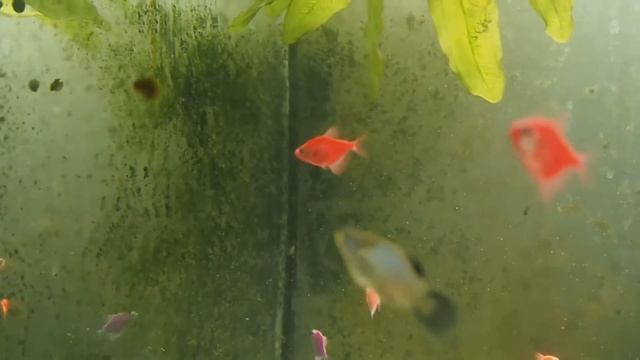 Рогатые улитки и неретины против черной бороды смотреть онлайн