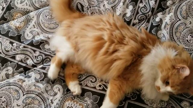 Мой новый помощник. Был уличный - стал домашний :)) My new cat. Took a stray cat home:)) смотреть онлайн