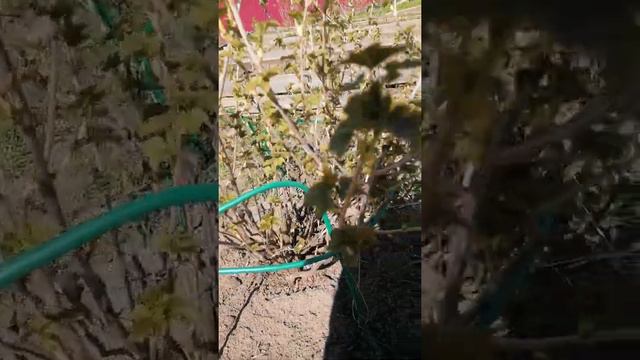 Уход за смородиной смотреть онлайн