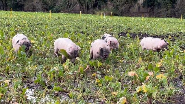 Bressingham Hall Farm Pigs смотреть онлайн