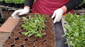 КАК МЫ ВЫРАЩИВАЕМ И ПРОДАЕМ ЭУСТОМУ РАССАДОЙ.